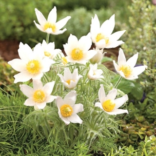 Pasque blomma - vita blommor - plantor; pasqueflower, vanlig pasque blomma, europeisk pasqueflower