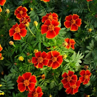 Tanduk marigold "Eliza" - bunga tunggal, aprikot-merah - Tagetes tenuifolia - benih