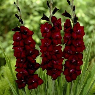 Gladiolus Black ngạc nhiên - 5 củ - Gladiolus Black Surprise