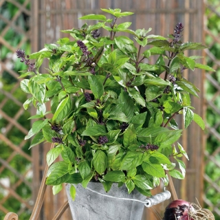 Biji Cinnamon Basil - Ocimum basilicum - 325 biji - benih