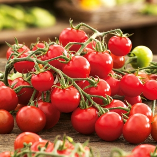 Tomate cerise - Idyll - 80 graines - Lycopersicon esculentum Mill