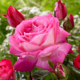 Großblütige Rose - weißrosa umrandet - Topfpflanze - 