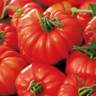 Tomate - Marmande - 200 graines - Lycopersicon esculentum Mill