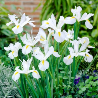 Iris hollandica White Excelsior - 10 bebawang - Iris × hollandica
