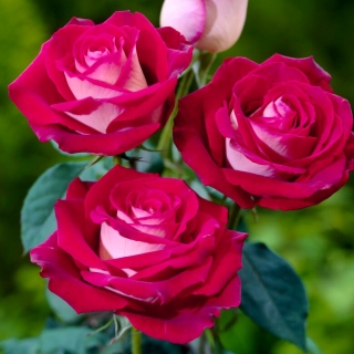 Роза с големи цветя - кремаво-бяло-розово - саксиен разсад - 