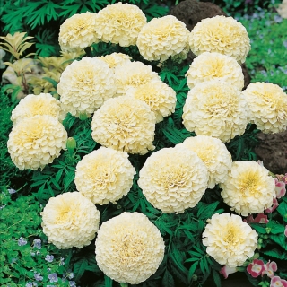 Aufrechte Studentenblume - creme-weiße, niedrig wachsende Sorte - bis 35 cm hoch