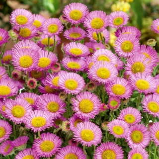 Aspen fleabane - en original, lilje-pink blomst - Erigeron speciosus - frø
