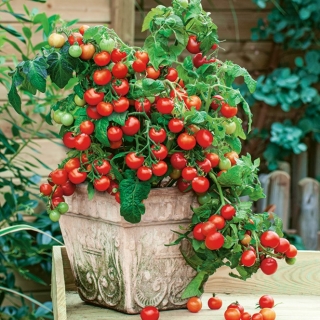 עגבניות "וילמה" - קטן, אדום מגוון אידיאלי עבור גידול בסיר - Lycopersicon esculentum Mill  - זרעים