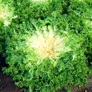 Ενεργό "Μύρνα" - Cichorium endivia - σπόροι
