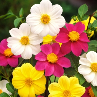 ガーデンダリア ミニョン 1粒 Dahlia Pinnata シーズ Garden Seeds Market 送料無料