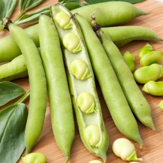 Bean "Bonus" - středně raná odrůda - Vicia faba L. - semena