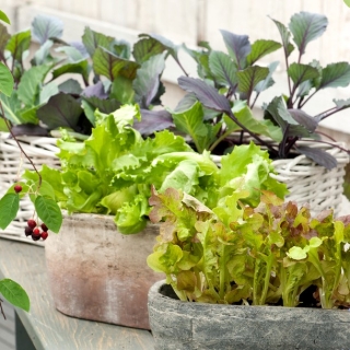Kebun Mini - Daun potong yang gurih - untuk penanaman di balkon dan teras -  Cichorium intybus, Cichorium endivia, Brassica rapa var. japonica, Lactuca sativa - biji