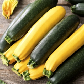 Courgette, Zucchini - a selection of varieties - Cucurbita pepo - 14 seeds