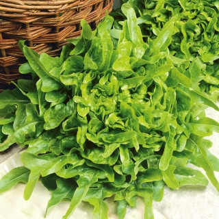کاهو بلوط "Dubacek" - سبز و خوشمزه - 900 دانه - Lactuca sativa L. var. crispa L. 