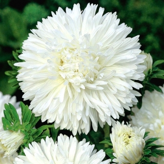 Asters Chinensis – Pearl - 450 frø - Callistephus chinensis 