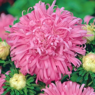 Chrysanthemen-Aster 'Beryl' - rosa