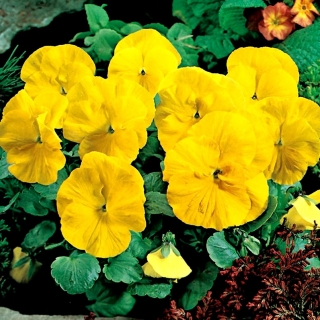 Stemorsblomst - Viola x wittrockiana - Goldgelb, Coronation Gelb - 400 frø - gul