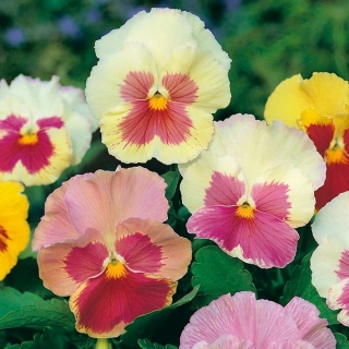Pansy Imperial Antique Shades, семена на Liebesduett - Viola x wittrockiana - 320 семена