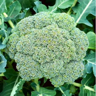 Brokoli "Leonora" - 300 biji - Brassica oleracea L. var. italica Plenck - benih