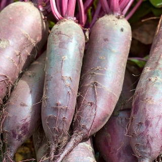 甜菜根“Regulski Cylinder” - 直接食用和保存的美味品种 -  500粒种子 - Beta vulgaris - 種子