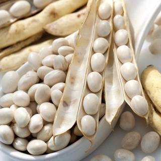 Bean "Aura" - trpasličí odroda pre suché semená - 100 semien - Phaseolus cocineus