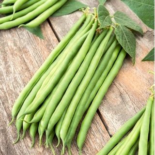 Bean "Esterka" - pod yang enak, tak tertandingi, hijau - Phaseolus vulgaris L. - benih
