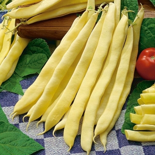 Kerdil, kacang Prancis kuning "Galopka" - 100 biji - Phaseolus vulgaris L.