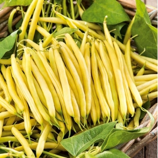 Dwarf French yellow bean "Gold Pantera"