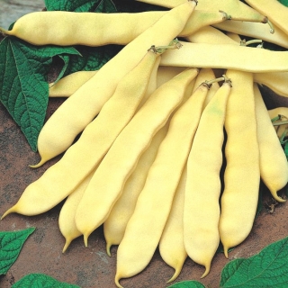 Kacang kuning kuning "Titania" - pelbagai awal - BURUH YANG DIRAKU - Phaseolus vulgaris - benih