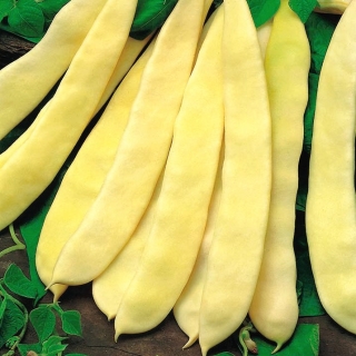 Bean "Supernano Giallo" - sejenis kacang kerdil biasa - 25 biji - Phaseolus vulgaris L. - benih