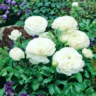 Pryskyřník, Pryskyřník bílý - 10 květinové cibule - Ranunculus