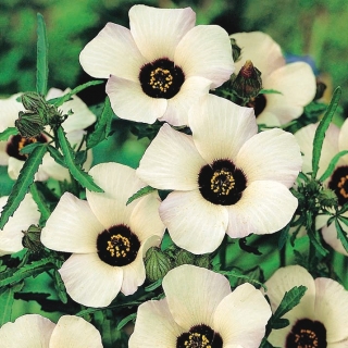 เวนิซมาลโลว์เมล็ดพันธุ์ดอกไม้แห่งชั่วโมง - 220 เมล็ด - Hibiscus trionum