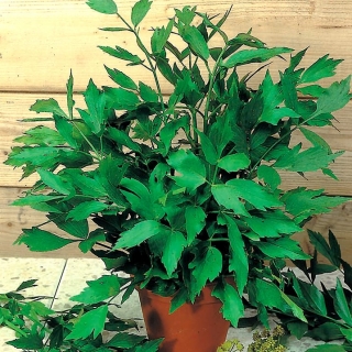 Home Garden - lovage - för inomhus och balkong odling - Levisticum officinale - frön