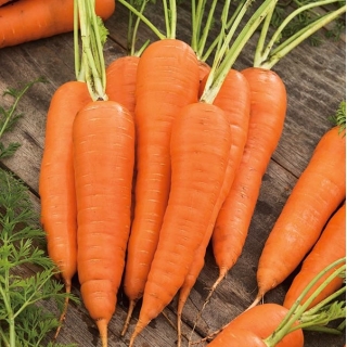 Carrot Salsa F1 seeds - Daucus carota - 4250 seeds