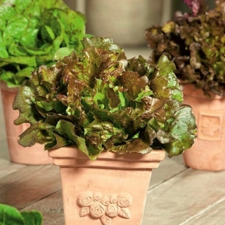 미니 가든 (Mini Garden) - 컷 리프 용 양상추 - 빨간색, frizzled 품종 - 발코니 및 테라스 재배 용 -  Lactuca sativa var. Foliosa - 씨앗