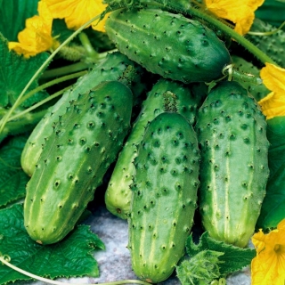 Cucumber "Hermes Skierniewicki F1" - field, pickling variety - 150 seeds