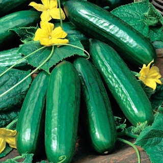 Castravete "Lech F1" - soi de seră pentru cultivarea primăvară și toamnă sub capace - 30 semințe - Cucumis sativus