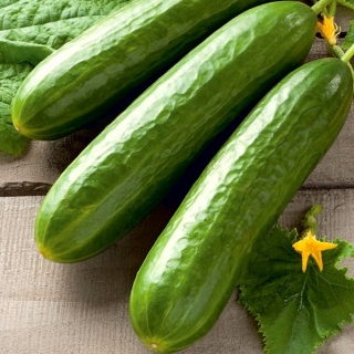 Cucumber "Skierniewicki" - for cultivation under covers - 35 seeds