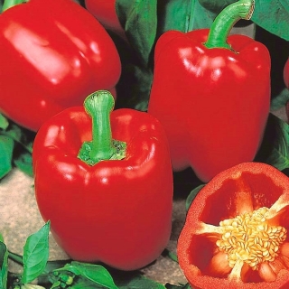Paprika "Jolanta" - srednje rana sorta koja proizvodi veliko, crveno, sočno voće - Capsicum L. - sjemenke