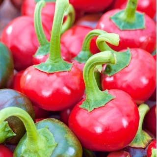 Πιπέρι "Koral" - εξαιρετικά ζεστή ποικιλία που παράγει στρογγυλά φρούτα με διακοσμητική αξία - 24 σπόρους - Capsicum L. - σπόροι