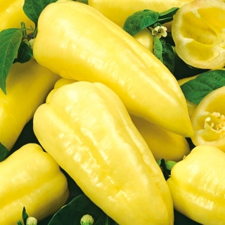 فلفل "زلاتا" - انواع زرد ، شیرین - 