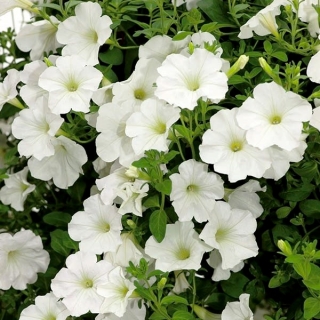 Petunija - Cascada - baltas - 160 sėklos - Petunia x hybrida pendula