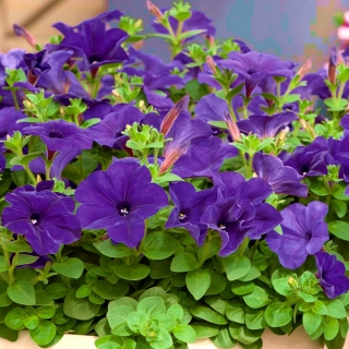 ペチュニアウルトラブルーの種子 ペチュニアx Hybrida Grandiflora 80種子 Petunia X Hybrida シーズ Garden Seeds Market 送料無料