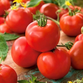 Tomat "Apis" - varietas lapangan dengan buah bulat, keras - 66 biji - Lycopersicon esculentum Mill 