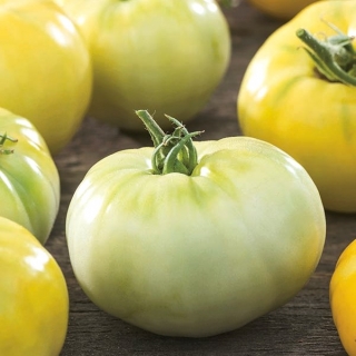 گوجه فرنگی "Beefsteak سفید" - انواع سفید - Solanum lycopersicum  - دانه