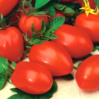 Tomate - Cencara F1 - serre - Lycopersicon esculentum Mill  - graines