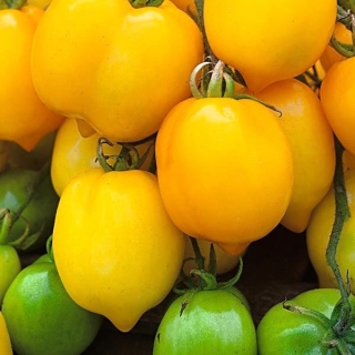 Tomato ladang "Citrina" - pelbagai tinggi dengan buah berbentuk lemon - Lycopersicon esculentum Mill  - benih