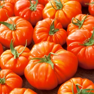 Ντομάτα "Delizia F1" - μεγάλη ποικιλία για καλλιέργεια στον αγρό και υπό κάλυψη - Lycopersicon esculentum Mill  - σπόροι