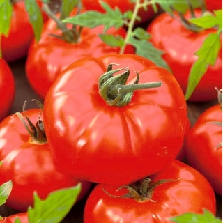 Tomat - Gigant - Lycopersicon esculentum Mill  - frø