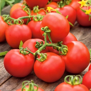 Tomat – "Ray" - 225 frø - Lycopersicon esculentum